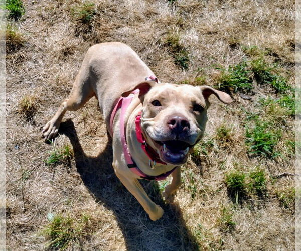 Medium Photo #28 American Pit Bull Terrier-Unknown Mix Puppy For Sale in Oakhurst, NJ, USA