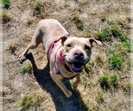 Small #27 American Pit Bull Terrier Mix