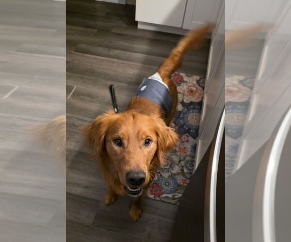 Medium Photo #2 Golden Retriever Puppy For Sale in Sioux Falls, SD, USA