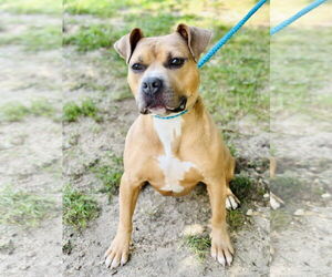 American Pit Bull Terrier Dogs for adoption in Jackson , NJ, USA