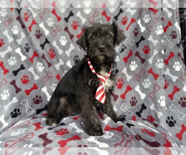 Medium Photo #3 Schnauzer (Miniature) Puppy For Sale in LAKELAND, FL, USA