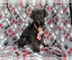 Small #2 Schnauzer (Miniature)