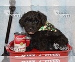 Small Photo #11 Australian Shepherd-Poodle (Toy) Mix Puppy For Sale in SANGER, TX, USA