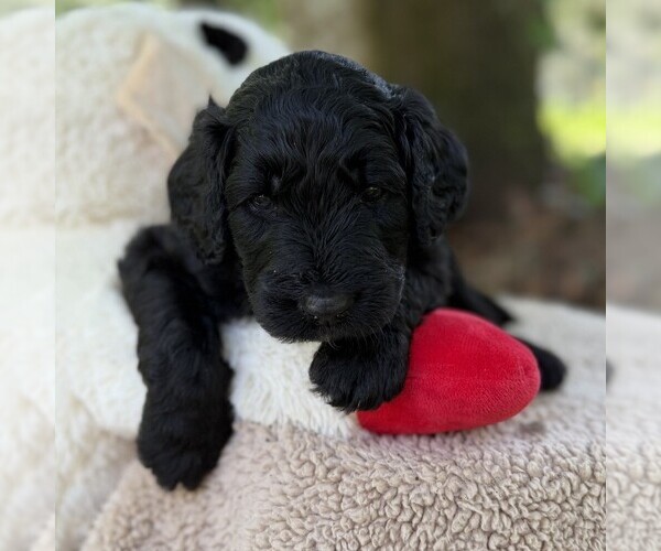 Medium Photo #84 Goldendoodle Puppy For Sale in PIERSON, FL, USA