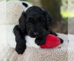 Small Photo #84 Goldendoodle Puppy For Sale in PIERSON, FL, USA