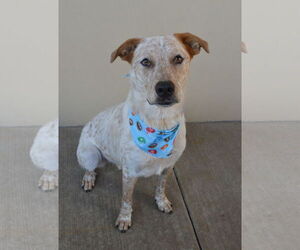 Mutt Dogs for adoption in McKinney, TX, USA