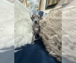 Small #2 Italian Greyhound