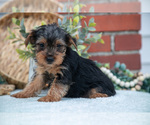 Small Photo #16 Yorkshire Terrier Puppy For Sale in MONROE, IN, USA