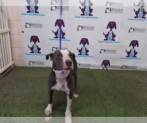 Mutt Dogs for adoption in Orlando, FL, USA