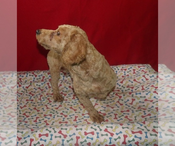 Medium Photo #3 Bichpoo Puppy For Sale in PATERSON, NJ, USA