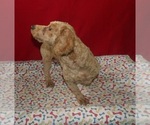 Small #2 Bichpoo
