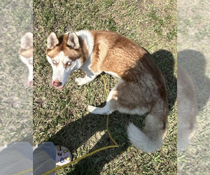 Siberian Husky Puppy for sale in ROYAL PALM BEACH, FL, USA