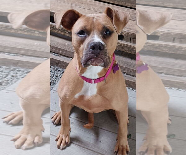 Medium Photo #2 Bullboxer Pit Puppy For Sale in Newfoundland, PA, USA