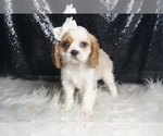 Small #4 Cavalier King Charles Spaniel