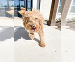 Small Photo #1 Goldendoodle Puppy For Sale in WHITEWRIGHT, TX, USA
