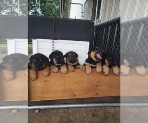 Doberman Pinscher-German Shepherd Dog Mix Puppy for sale in SHIPSHEWANA, IN, USA