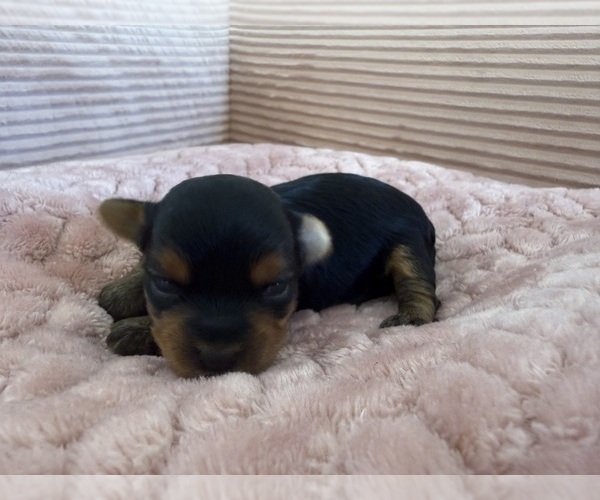 Medium Photo #19 Yorkipoo Puppy For Sale in ARLINGTON, TX, USA