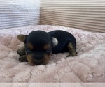 Puppy Chicago Yorkipoo