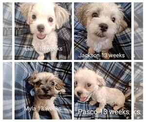 Mal-Shi Puppy for sale in ADKINS, TX, USA