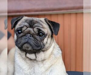 Mother of the Pug puppies born on 07/05/2025