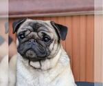 Small Photo #1 Pug Puppy For Sale in GREENVILLE, SC, USA
