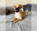Small #2 Pug Mix