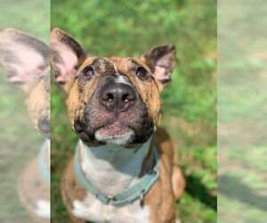 Tigger - Male American Pit Bull Terrier-Bull Terrier Mix Dog for Adoption - Photo #2