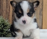 Small Photo #40 Pembroke Welsh Corgi Puppy For Sale in GOSHEN, IN, USA