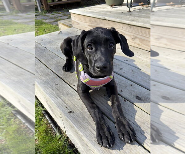 Medium Photo #12 Boweimar Puppy For Sale in Brewster, NY, USA