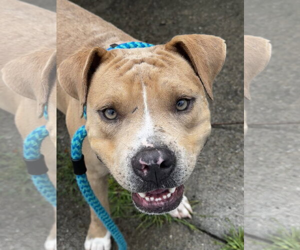Medium Photo #1 American Bulldog-Unknown Mix Puppy For Sale in Rockaway, NJ, USA