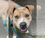 Small American Bulldog Mix