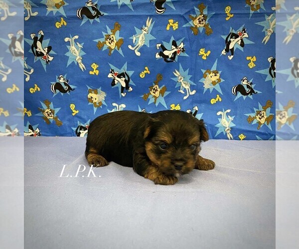 Medium Photo #1 Yorkshire Terrier Puppy For Sale in WINNSBORO, LA, USA