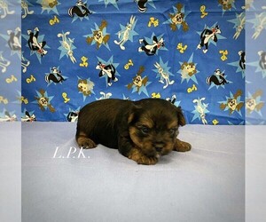 Yorkshire Terrier Puppy for sale in WINNSBORO, LA, USA