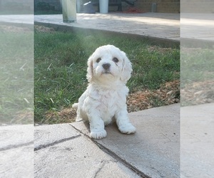 Cavachon Puppy for sale in PALMYRA, VA, USA