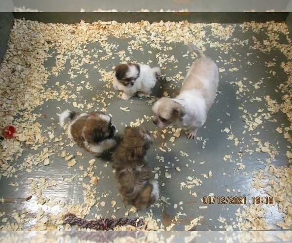 Medium Photo #11 Shih Tzu Puppy For Sale in CARROLLTON, GA, USA