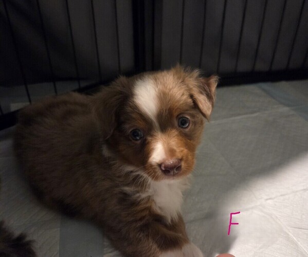 Medium Photo #12 Miniature Australian Shepherd Puppy For Sale in EVERTON, MO, USA