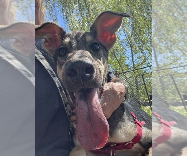 Medium Photo #3 Mutt Puppy For Sale in Elmsford, NY, USA