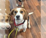 Small #3 Beagle