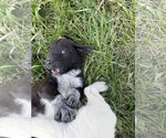 Small Photo #2 Great Pyrenees-Unknown Mix Puppy For Sale in Chama, NM, USA