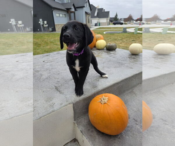 Medium Photo #3 Border-Aussie Puppy For Sale in MIDWAY, UT, USA