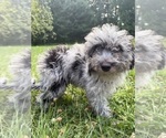 Small #28 Cavapoo (Miniature)