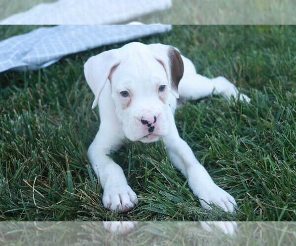 Medium Photo #3 Boxer Puppy For Sale in SHIPSHEWANA, IN, USA