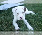 Small #2 Boxer