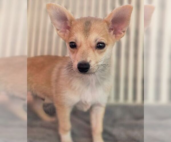 Medium Photo #6 Chiranian Puppy For Sale in Tustin, CA, USA