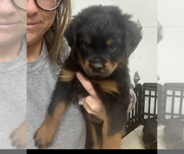 Medium Photo #5 Rottweiler Puppy For Sale in AMITY, PA, USA