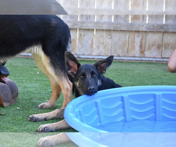 Medium Photo #2 German Shepherd Dog Puppy For Sale in San Diego, CA, USA