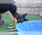 Small #1 German Shepherd Dog