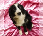 Small #3 Border Collie Mix