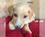 Small #1 Labrador Retriever Mix