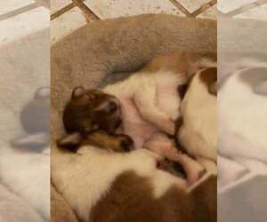 Collie Puppy for sale in HIGH POINT, NC, USA